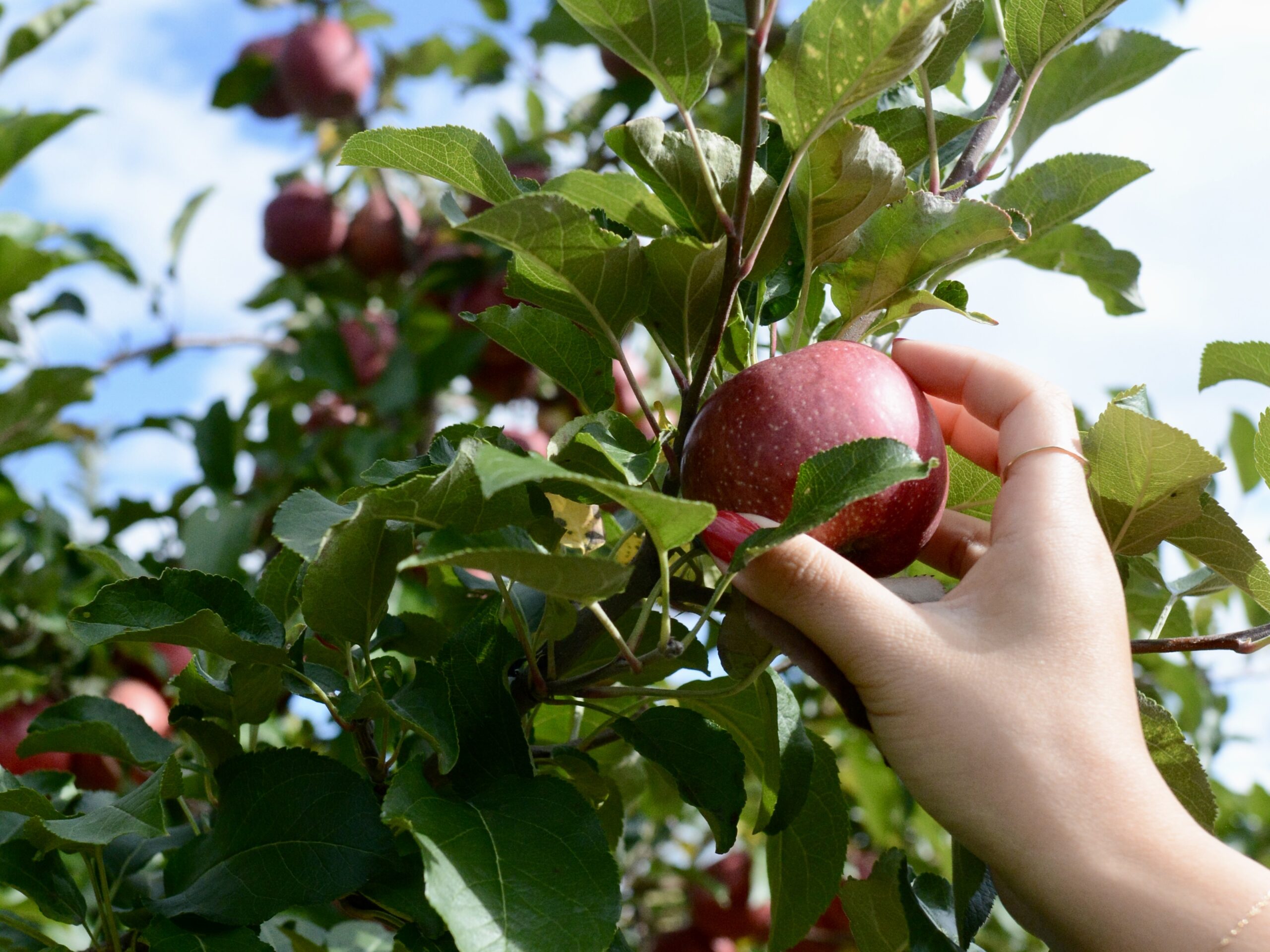 NYC Day Trip: Apple Picking Upstate