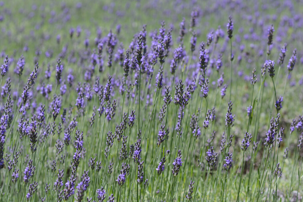 Cape Cod Lavender Farm