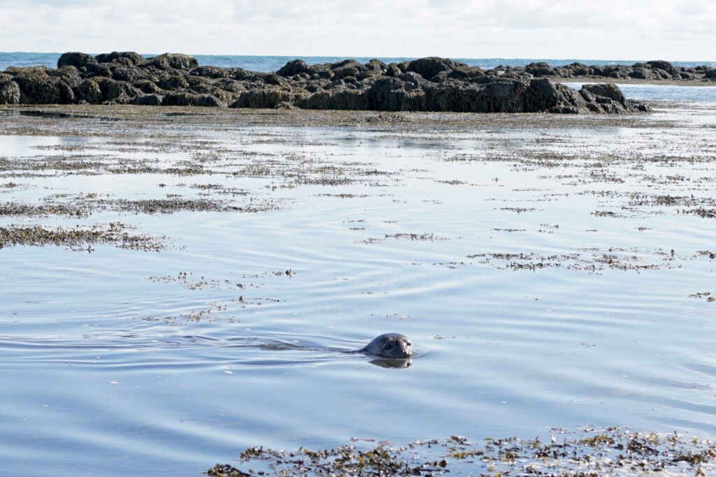 A seal pops out his head out of the water