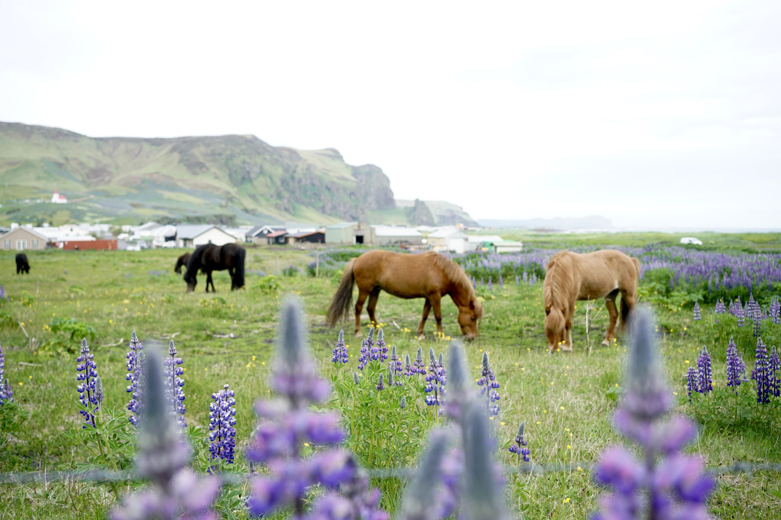 Where To Stop and Stay on Iceland’s South Coast
