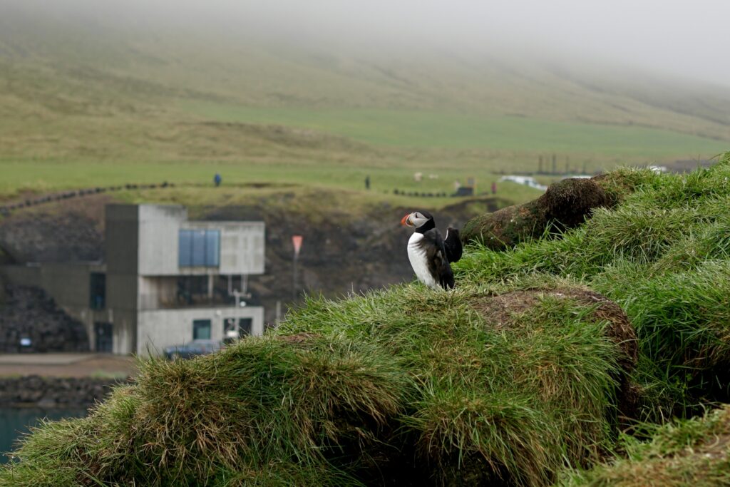 A puffin looks out on a hill 